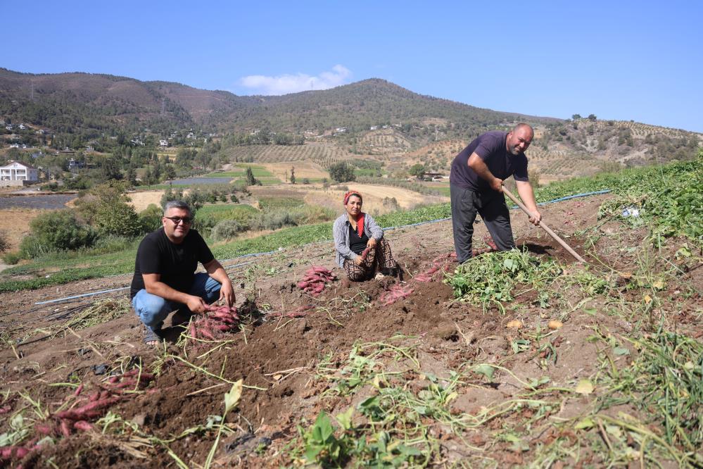  Hatay'da ismi gibi tadıyla dikkat çeken şifa deposu tatlı patatesin