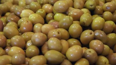 Türkiye, 2024-2025 sezonunda sofralık zeytin ihracatında 255 milyon 310 bin