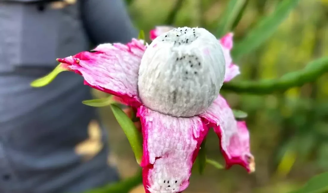 Hataylı çiftçi Fehmi Kaba, geçtiğimiz yıl bir dönüm arazide elde
