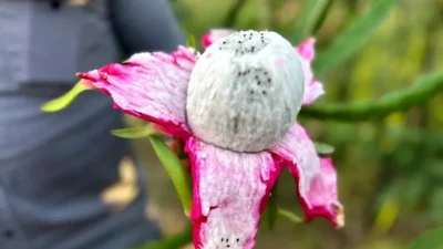Hataylı çiftçi Fehmi Kaba, geçtiğimiz yıl bir dönüm arazide elde