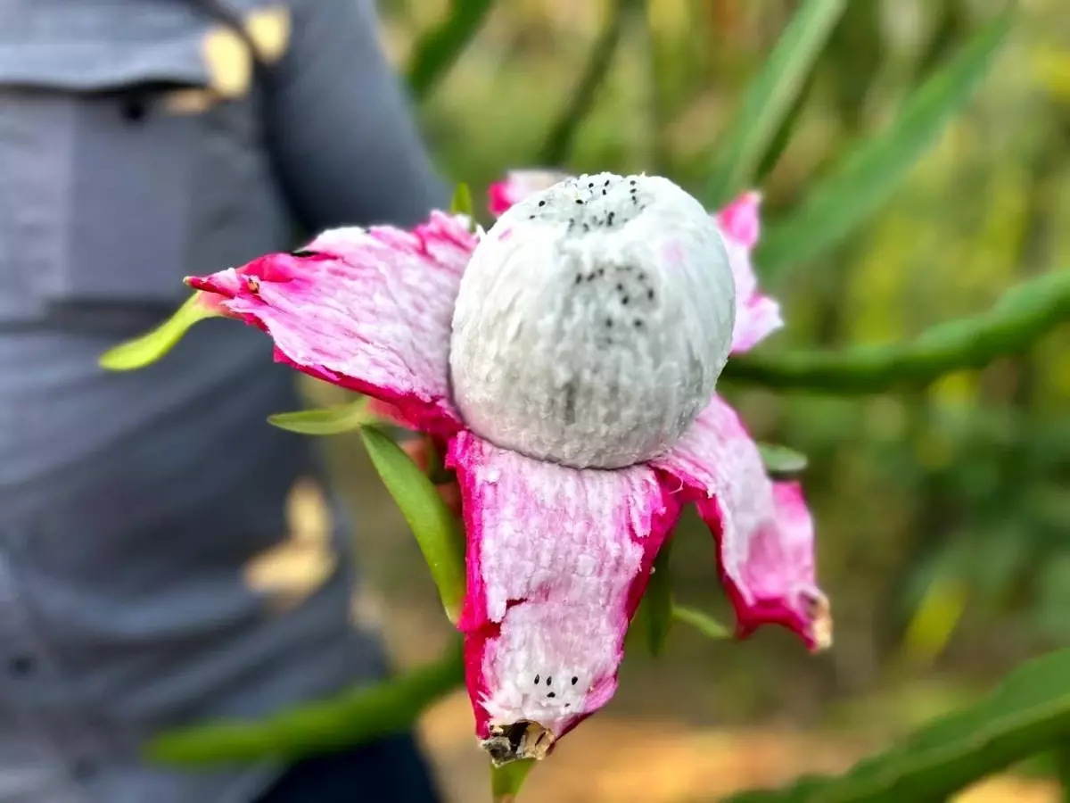 Hataylı çiftçi Fehmi Kaba, geçtiğimiz yıl bir dönüm arazide elde