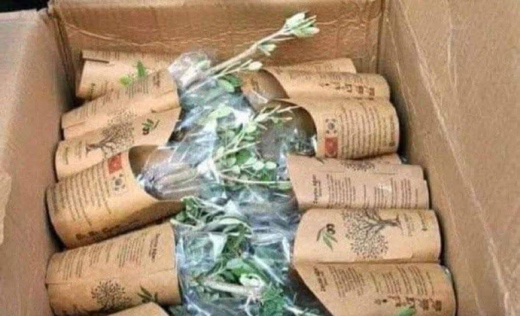 Vefanın Adı Hatay’da: 3043 Şehit İçin 3043 Zeytin Fidanı Hatay’da geçtiğimiz yıllarda orman yangınlarında zarar gören araziler için anlamlı