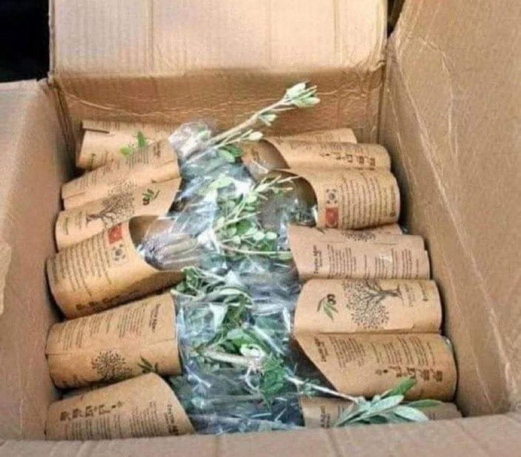 Hatay’da geçtiğimiz yıllarda orman yangınlarında zarar gören araziler için anlamlı