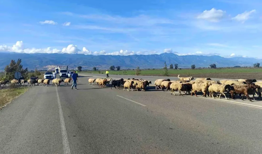 Hatay’da bu kez trafiği araçlar değil, koyunlar kilitledi Kırıkhan ilçesinde bin kadar koyundan oluşan sürü, yayladan dönüş yolunda