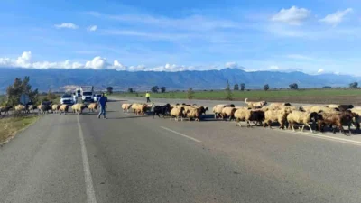 Kırıkhan ilçesinde bin kadar koyundan oluşan sürü, yayladan dönüş yolunda