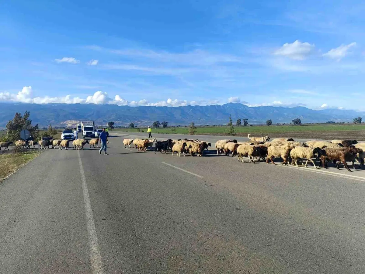 Hatay’da bu kez trafiği araçlar değil, koyunlar kilitledi Kırıkhan ilçesinde bin kadar koyundan oluşan sürü, yayladan dönüş yolunda