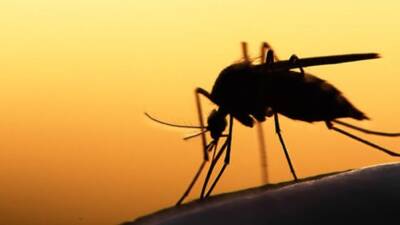 İklim değişikliğinin etkisiyle sivrisinekler ilk kez İzlanda’da ortaya çıktı. Geçen