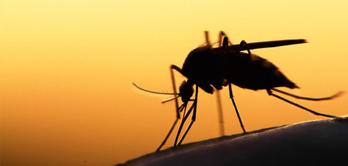İklim değişikliğinin etkisiyle sivrisinekler ilk kez İzlanda’da ortaya çıktı. Geçen