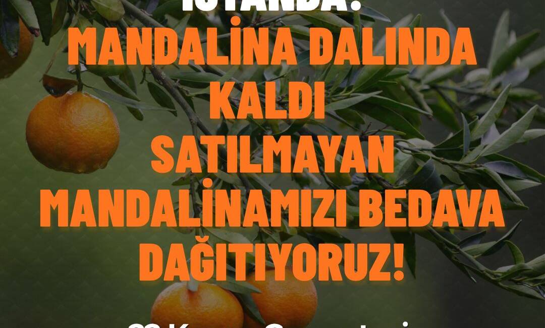   Hatay’ın Samandağ ilçesinde mandalina üreticileri, dalında kalan ürünlerin satılamaması