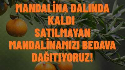   Hatay’ın Samandağ ilçesinde mandalina üreticileri, dalında kalan ürünlerin satılamaması
