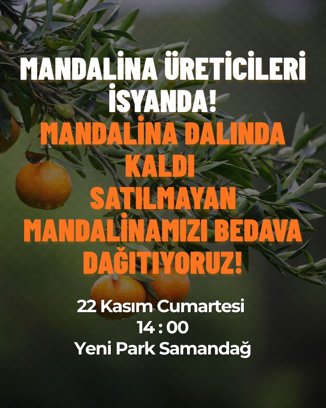 &nbsp; Hatay’ın Samandağ ilçesinde mandalina üreticileri, dalında kalan ürünlerin satılamaması
