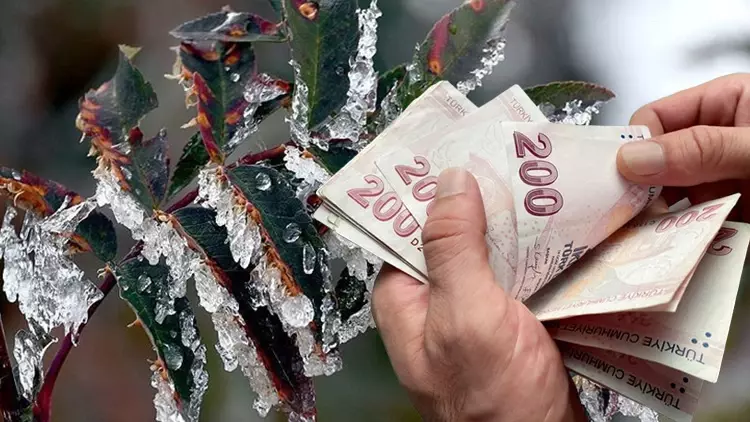 Tarım ve Orman Bakanı İbrahim Yumaklı, zirai don nedeniyle ürünleri