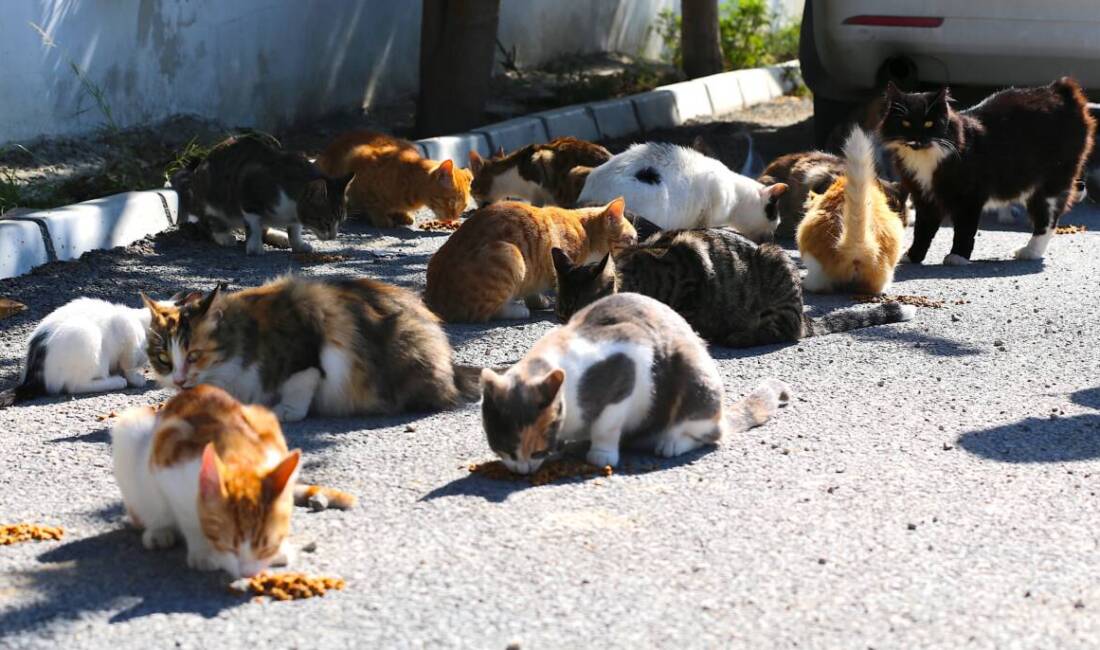 Depremden Sonra Hayata Sahipsiz Kedilerle Tutundu Kahramanmaraş merkezli 6 Şubat depremlerinde evi ve eşiyle işlettiği marketi
