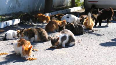 Kahramanmaraş merkezli 6 Şubat depremlerinde evi ve eşiyle işlettiği marketi