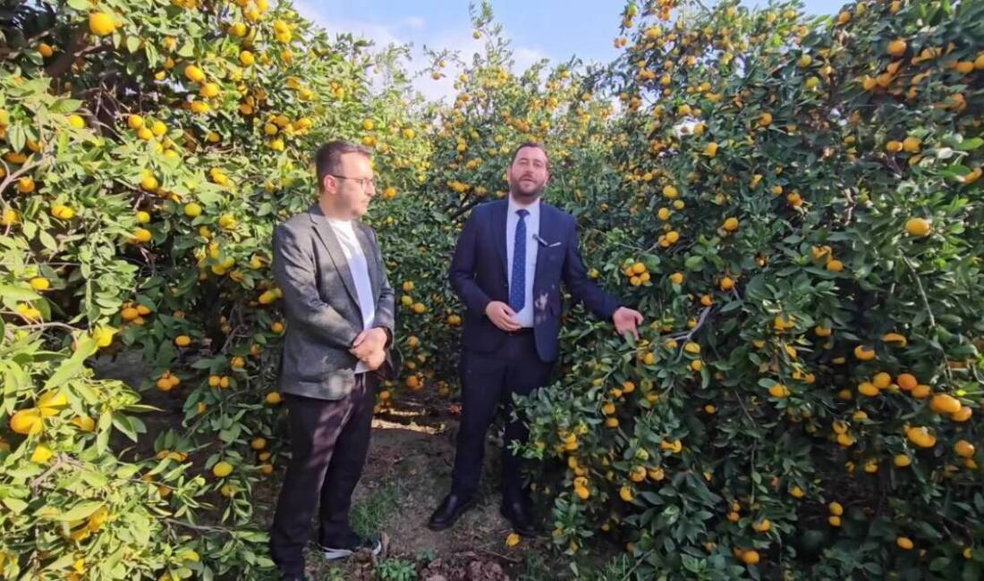 Çürümeye Terk Edilen Mandalina İçin Umut Işığı Samandağ Belediye Başkanı Emrah Karaçay, dalında kalan mandalinayı değerlendirmek için
