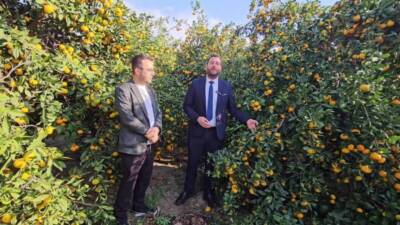 Samandağ Belediye Başkanı Emrah Karaçay, dalında kalan mandalinayı değerlendirmek için