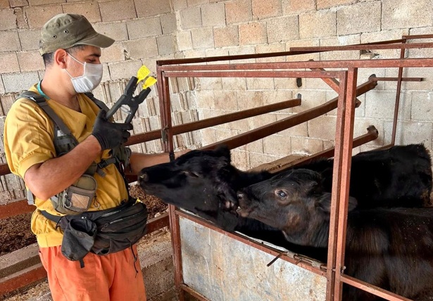 Hayvan Sağlığı ve Gıda Güvencesi İçin Hatay’da Titiz Çalışma Hatay Tarım ve Orman İl Müdürlüğü, il genelinde hayvan sağlığının