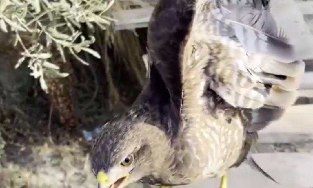   Hatay’ın Samandağ ilçesi Tekebaşı Mahallesi’nde vatandaşlar tarafından yaralı halde