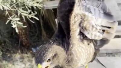   Hatay’ın Samandağ ilçesi Tekebaşı Mahallesi’nde vatandaşlar tarafından yaralı halde