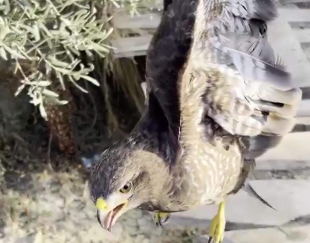 &nbsp; Hatay’ın Samandağ ilçesi Tekebaşı Mahallesi’nde vatandaşlar tarafından yaralı halde