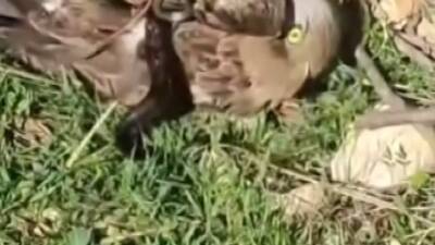 Hatay’ın Altınözü ilçesinde doğa, nadir görülen bir yaşam savaşıyla gündeme