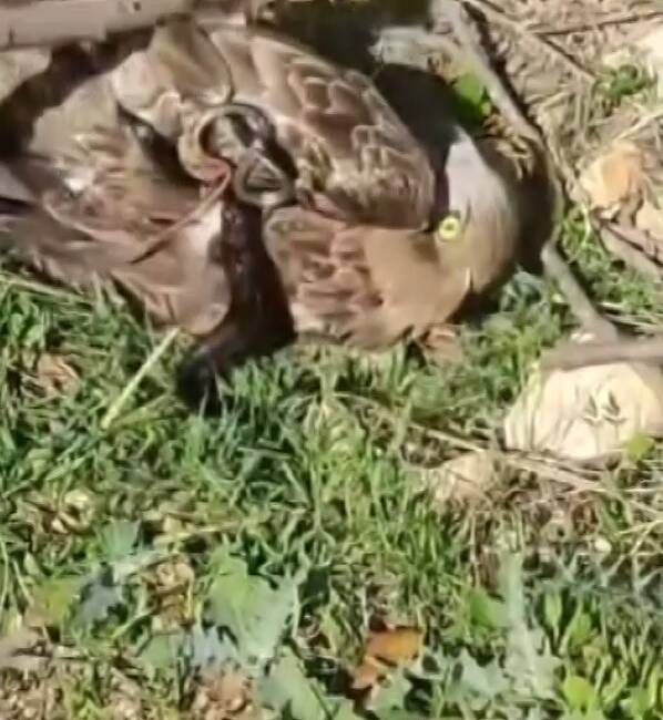 Hatay’ın Altınözü ilçesinde doğa, nadir görülen bir yaşam savaşıyla gündeme