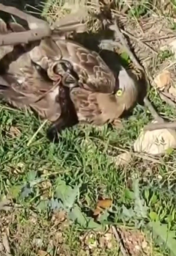 Hatay’ın Altınözü ilçesinde doğa, nadir görülen bir yaşam savaşıyla gündeme