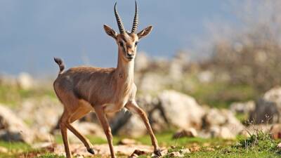 Hatay’ın Kırıkhan ilçesinde, tarlada çalışan bir çiftçi, koruma altında yaşayan