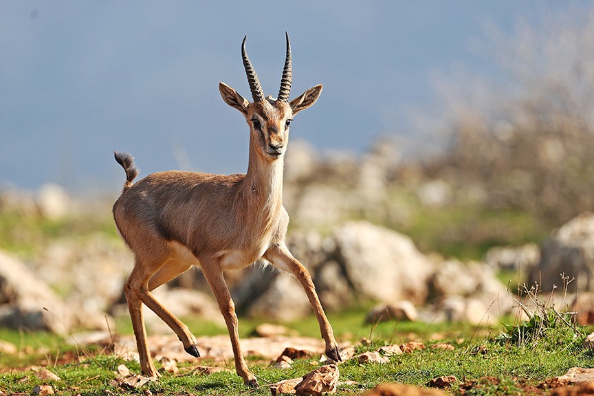 Kırıkhan’da doğanın sessiz kapışması Hatay’ın Kırıkhan ilçesinde, tarlada çalışan bir çiftçi, koruma altında yaşayan