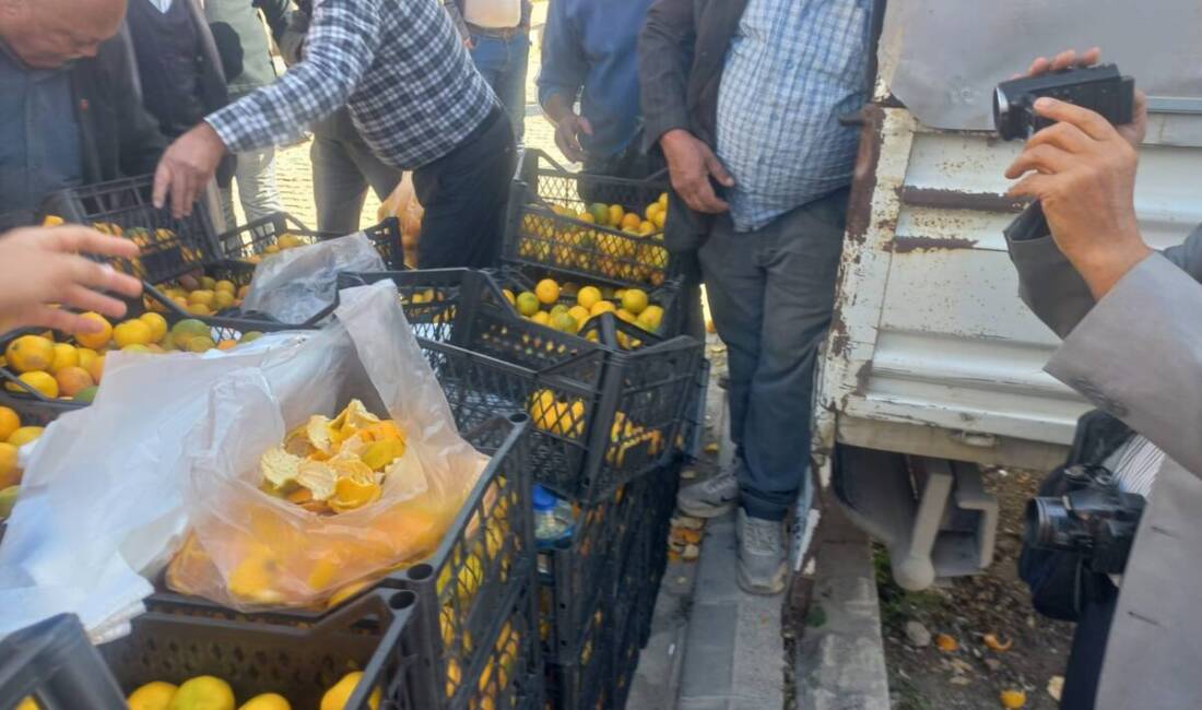 Hatay’ın Samandağ ilçesinde narenciye üreticileri, para etmeyen mandalinalarını dalında bırakmak