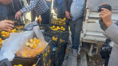 Hatay’ın Samandağ ilçesinde narenciye üreticileri, para etmeyen mandalinalarını dalında bırakmak