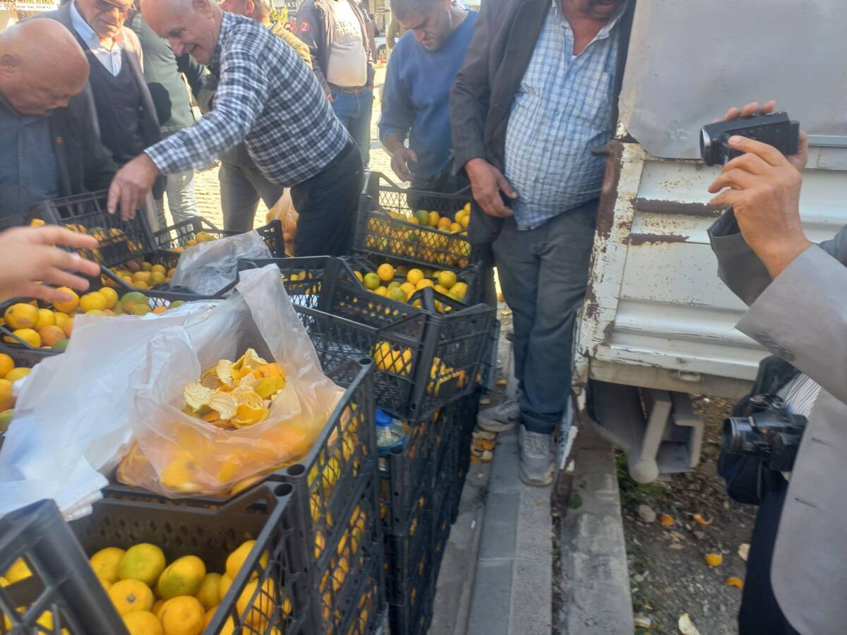 Hatay’ın Samandağ ilçesinde narenciye üreticileri, para etmeyen mandalinalarını dalında bırakmak