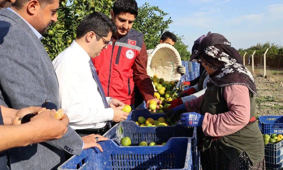 Hatay’ın turistik ve tarımsal yönden zengin ilçesi Arsuz, mandalina üretiminde