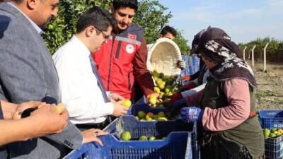 Hatay’ın turistik ve tarımsal yönden zengin ilçesi Arsuz, mandalina üretiminde