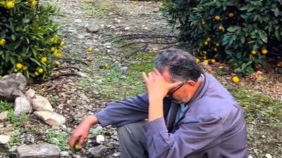 Hatay’ın Dörtyol ilçesinde mandalina üreticileri bir kez daha büyük zararla
