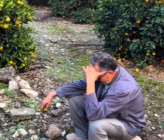 Hatay’ın Dörtyol ilçesinde mandalina üreticileri bir kez daha büyük zararla