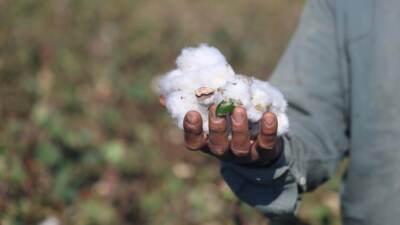 Hatay’ın bereketli toprakları Amik Ovası’nda pamuk hasadı tamamlandı. Son 65