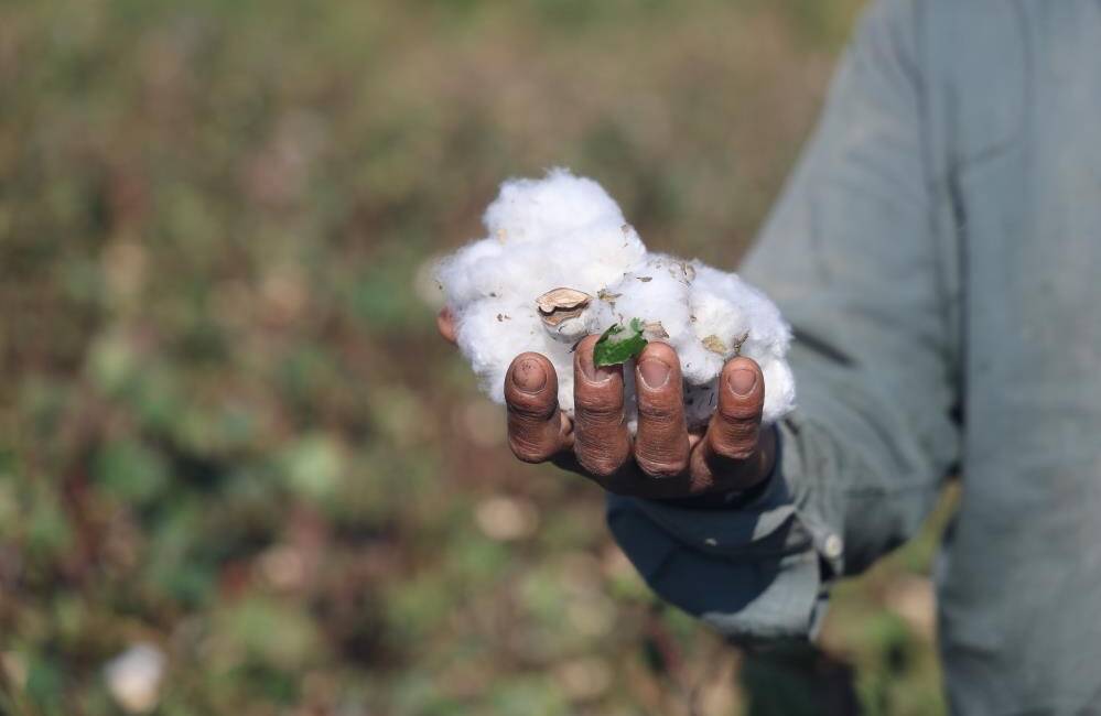 Hatay’ın bereketli toprakları Amik Ovası’nda pamuk hasadı tamamlandı. Son 65