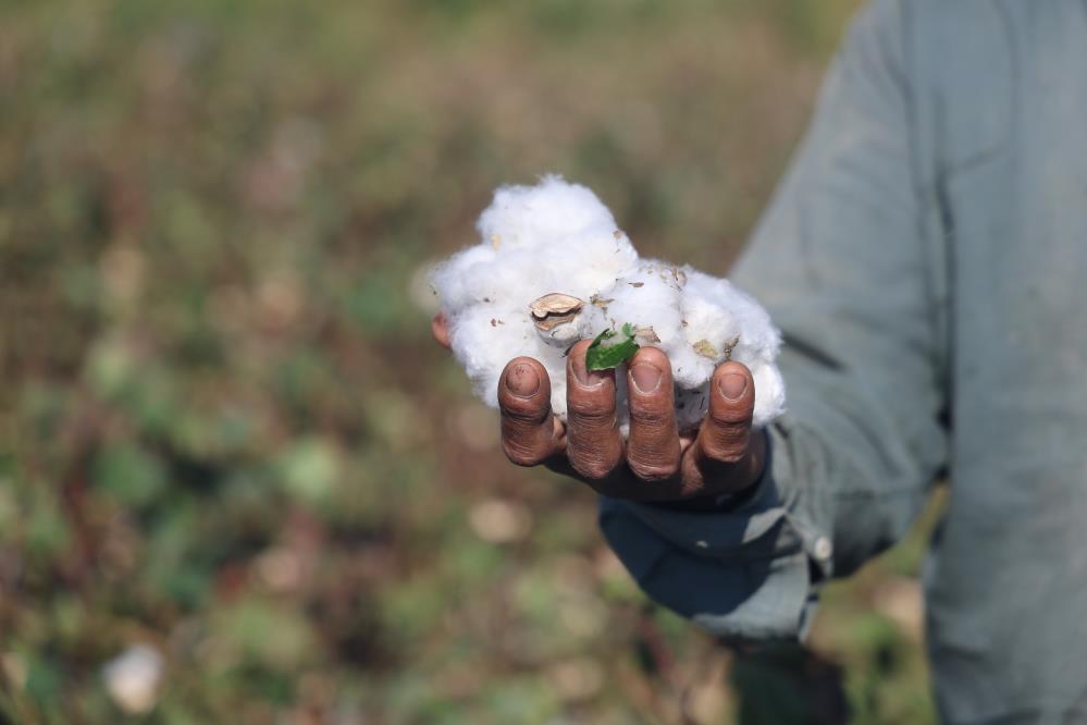 Hatay’ın bereketli toprakları Amik Ovası’nda pamuk hasadı tamamlandı. Son 65