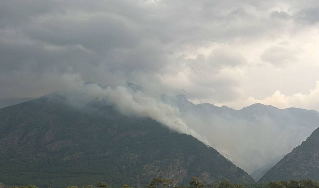Hatay’da Orman Yangınlarına Hızlı Müdahale Hatay’ın Arsuz ilçesinde Kale ve Kurtbağı mahallelerinde ormanlık alanlarda çıkan