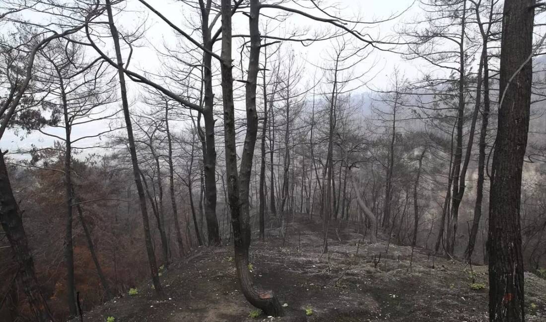 Hatay’da bu yıl meydana gelen orman yangınlarında zarar gören 3