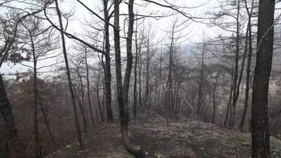 Hatay’da bu yıl meydana gelen orman yangınlarında zarar gören 3