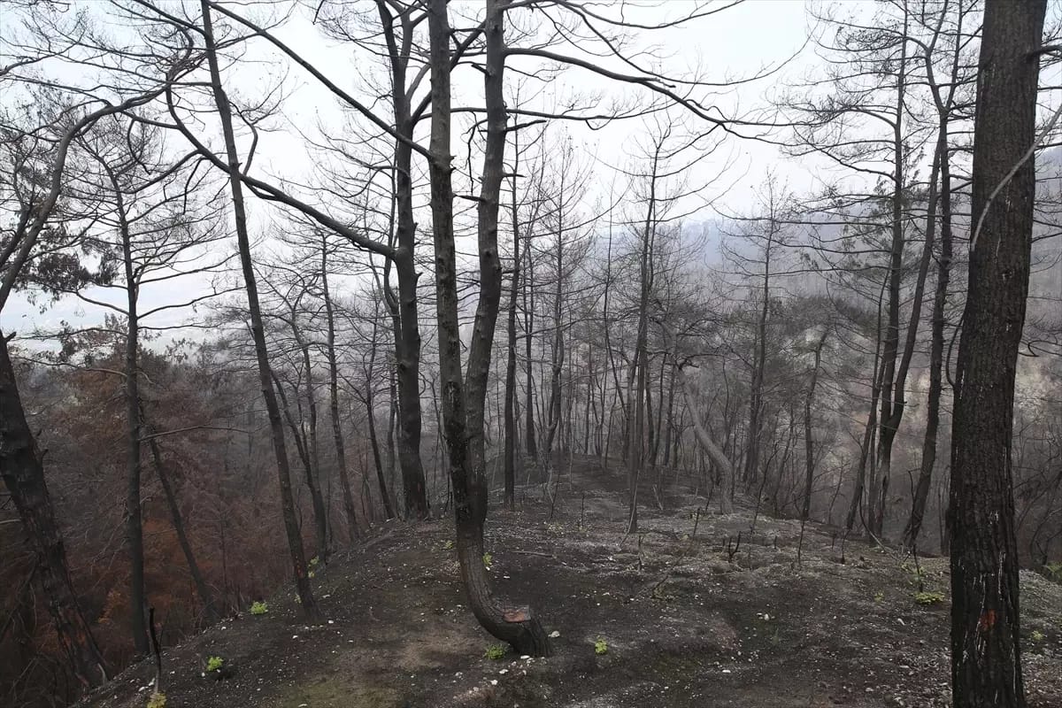 Hatay’da bu yıl meydana gelen orman yangınlarında zarar gören 3