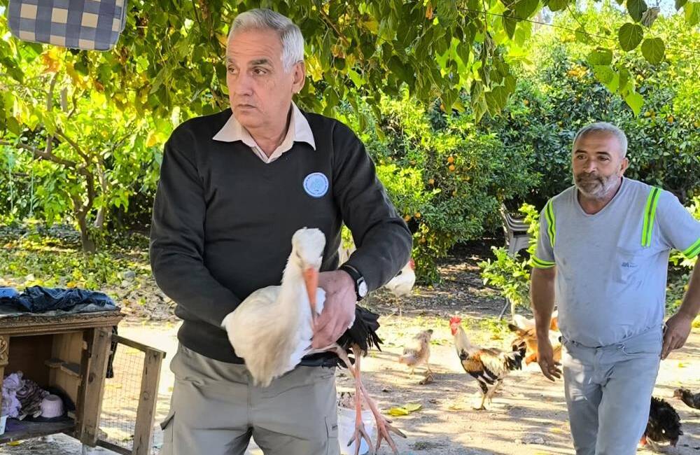 Hatay’da yaralı leylek için seferberlik Hatay’ın Dörtyol ilçesinde bitkin halde bulunan bir leylek, Doğa Koruma