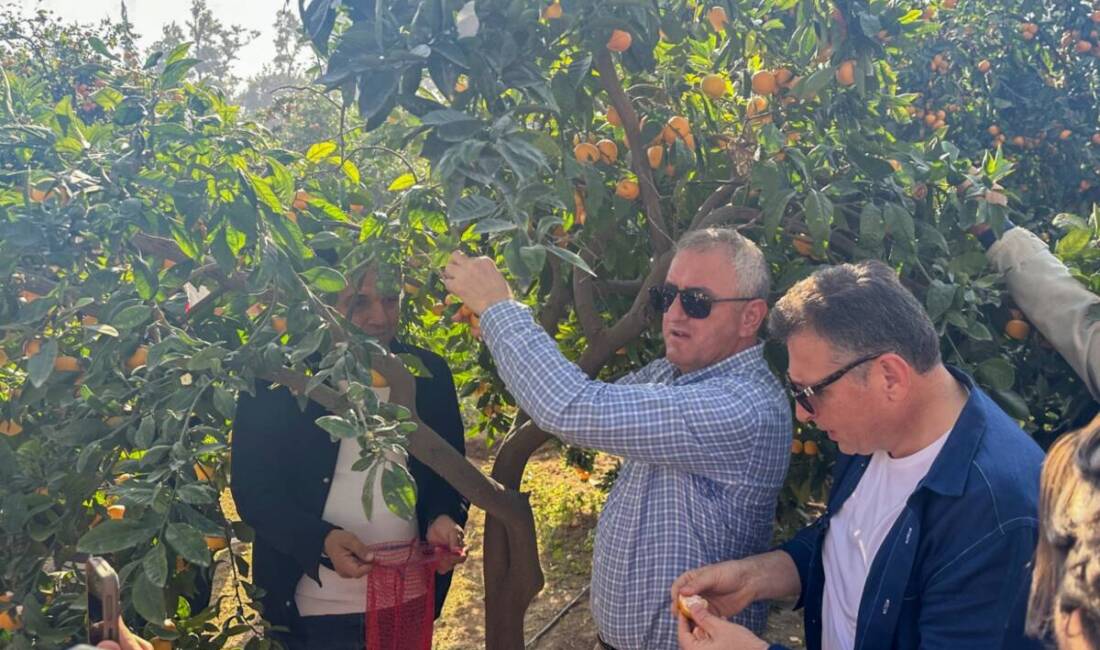 Narenciye ve Eğlence İskenderun’da Buluştu Hatay'ın İskenderun ilçesinde "File Bizden Hasat Senden Narenciye Festivali" düzenlendi.