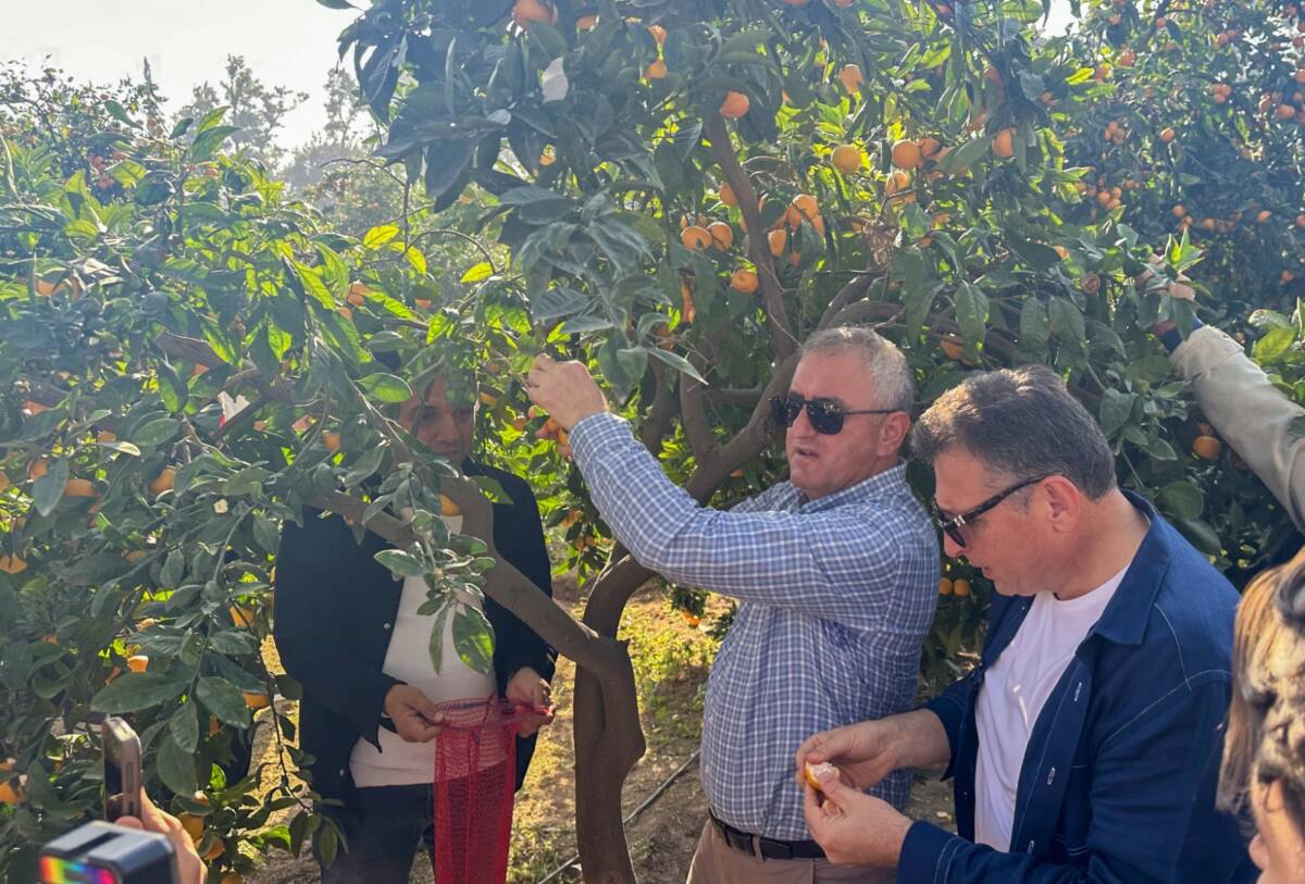 Hatay'ın İskenderun ilçesinde "File Bizden Hasat Senden Narenciye Festivali" düzenlendi.
