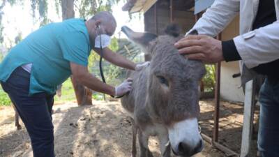 Hatay’da aracın çarpması sonucu telef olan bir eşeğin yanında kalan