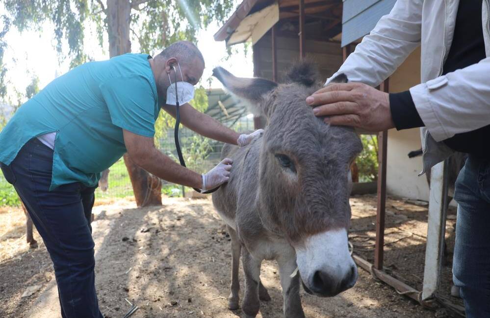 Hatay’da aracın çarpması sonucu telef olan bir eşeğin yanında kalan