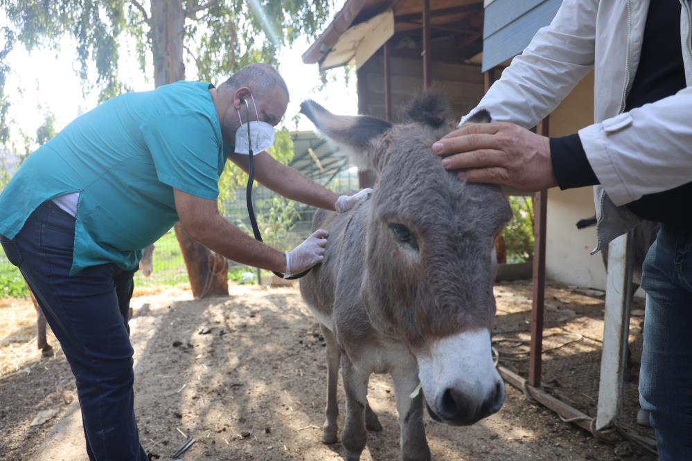 Hatay’da aracın çarpması sonucu telef olan bir eşeğin yanında kalan
