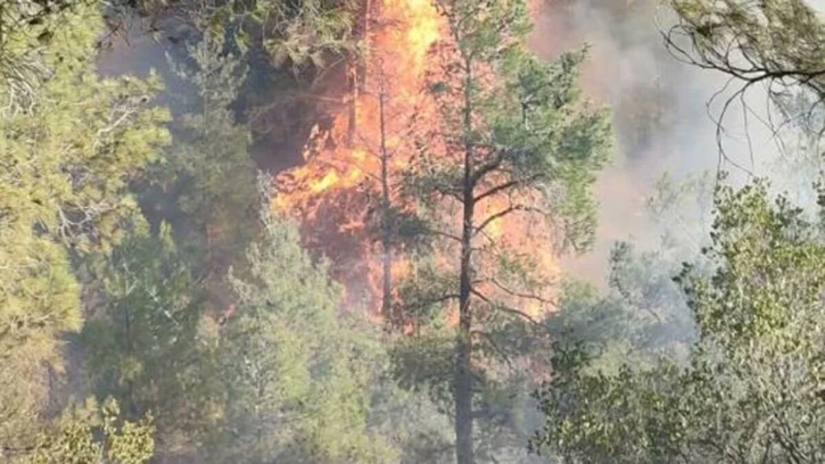 Hatay’ın Belen ilçesinde ormanlık alanda çıkan yangına ekipler karadan müdahalede
